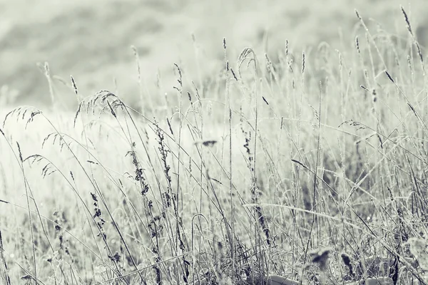 Kış ormanda manzara 