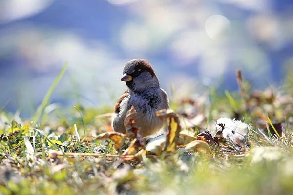 Sperling Vogel auf Hintergrund — Stockfoto