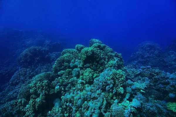 Mar tropical paisagem subaquática — Fotografia de Stock