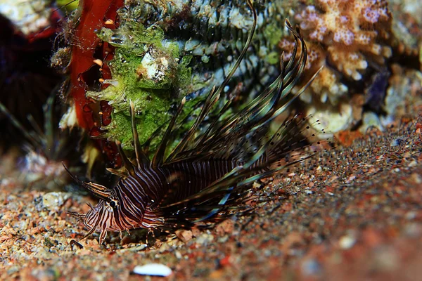 Zebra lionfish balığı
