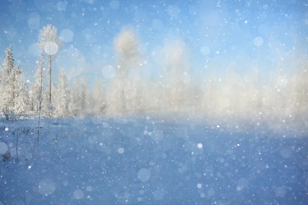 Fundo de inverno com floresta desfocada — Fotografia de Stock