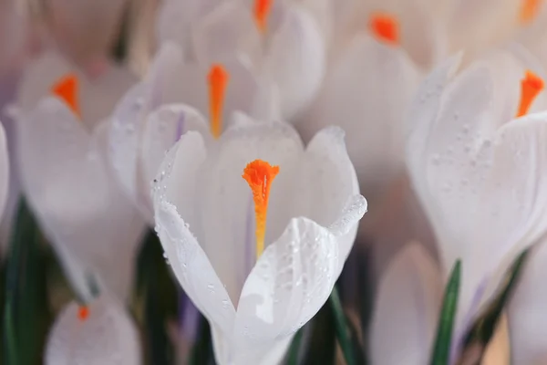 春の花の花束 — ストック写真