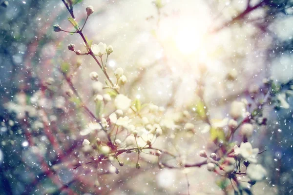 Flores de cerezo en primavera —  Fotos de Stock