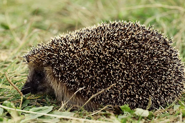Hedgehog wakes up in the spring — Stock Photo, Image