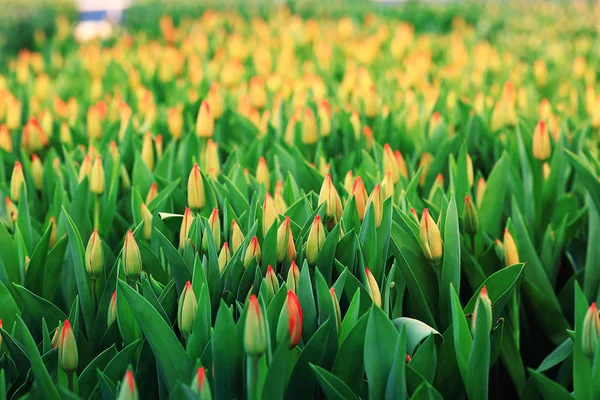 Vackra tulpaner blommor — Stockfoto