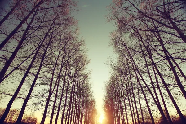 Floresta no início da primavera por do sol — Fotografia de Stock