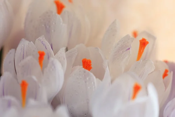 Primavera flores blancas — Foto de Stock