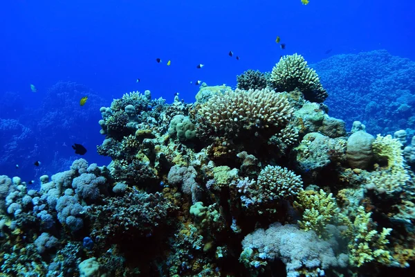 Tropické moře pod vodou — Stock fotografie