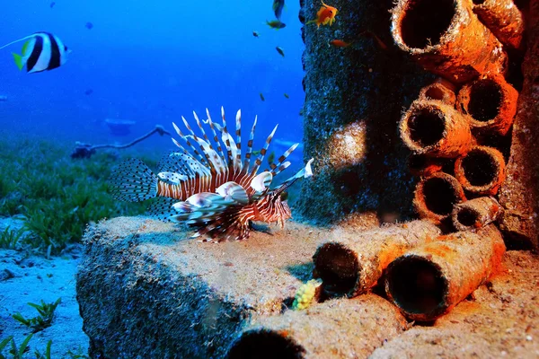 Peixe de água salgada invulgar — Fotografia de Stock