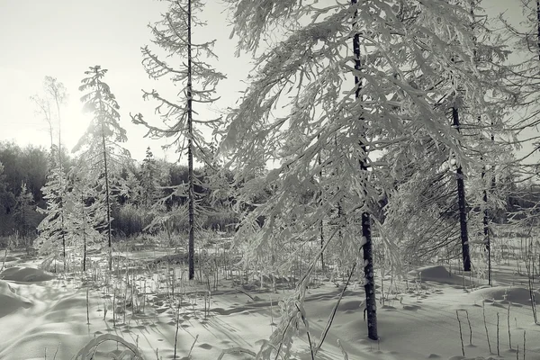 Монохромный зимний пейзаж — стоковое фото