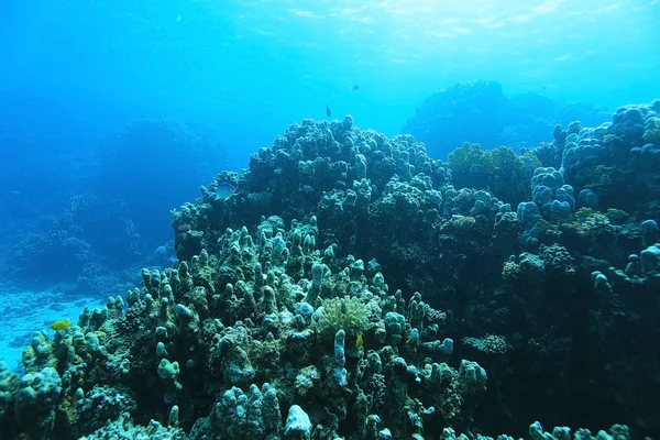 Mercan sıcak denizin içinde — Stok fotoğraf