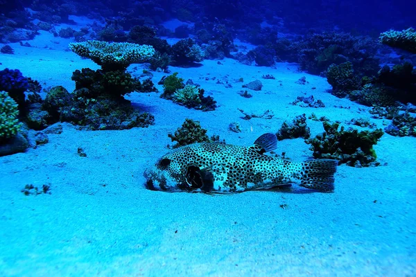 珍しい海水魚 — ストック写真