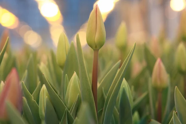 Vackra våren tulpaner — Stockfoto