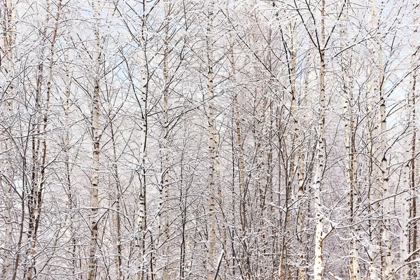 Télen gyönyörű erdő — Stock Fotó