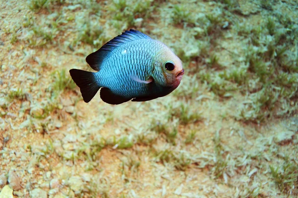 Ikan air asin yang tidak biasa — Stok Foto