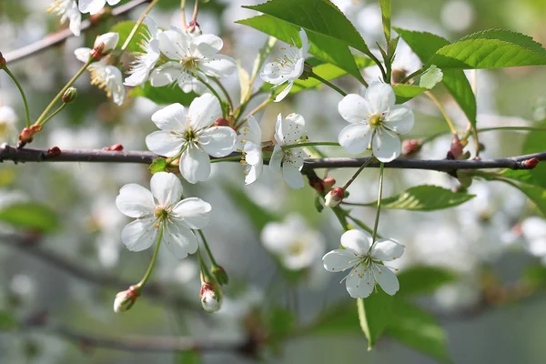 Branch of apple blossom — Stock Photo, Image