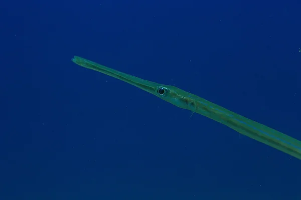 Ungewöhnlicher Salzwasserfisch — Stockfoto