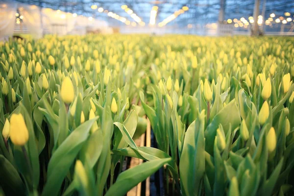 Krásné tulipány květiny — Stock fotografie