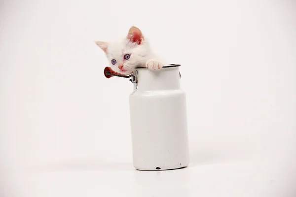 Gatito británico blanco — Foto de Stock