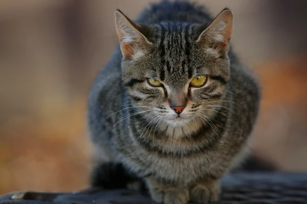 Graue sibirische Katze — Stockfoto