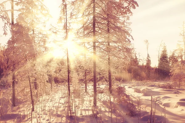 Zimní západ slunce v lese — Stock fotografie