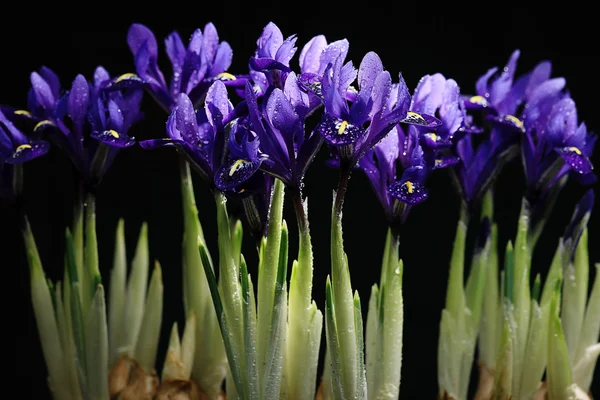 Purple irises flowers — Stock Photo, Image