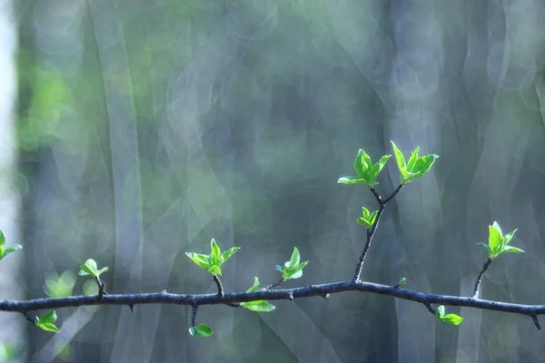 Fondo borroso de primavera —  Fotos de Stock