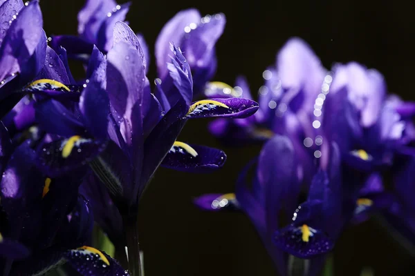 Kwiaty fioletowe Irysy — Zdjęcie stockowe