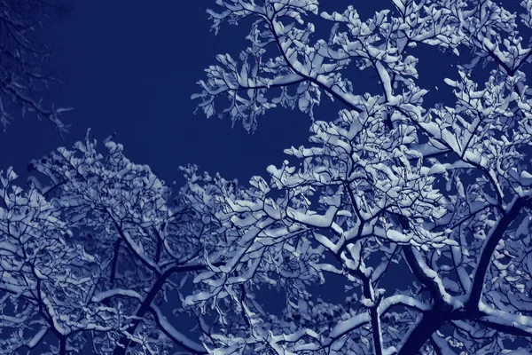 겨울 밤 배경 — 스톡 사진