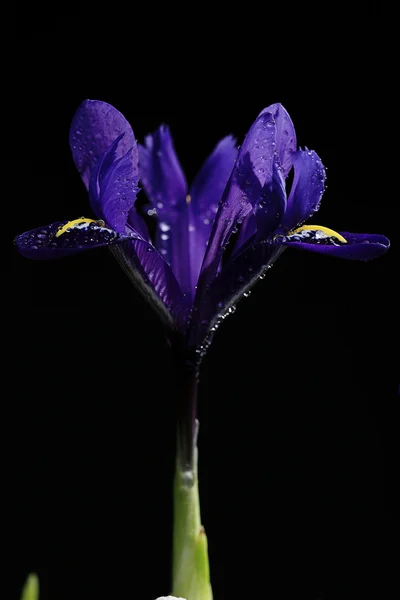 Purple iris on background — Stock Photo, Image