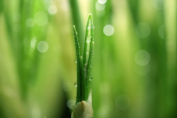 Свіжі зелені весняні паростки — стокове фото