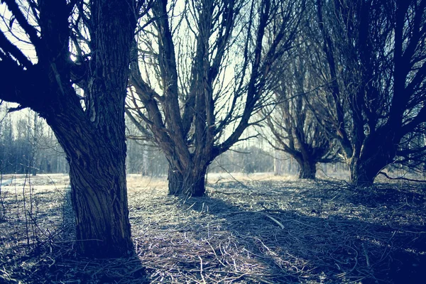 Jarní Lesní krajina — Stock fotografie