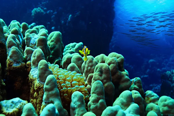 Тропический морской подводный пейзаж — стоковое фото