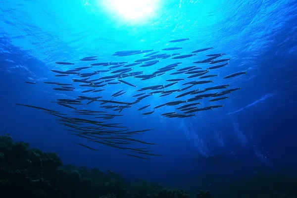 Fische am Korallenriff — Stockfoto