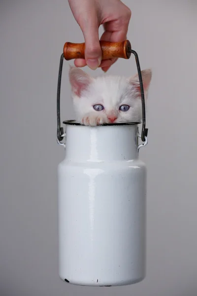 Weißes süßes Kätzchen — Stockfoto