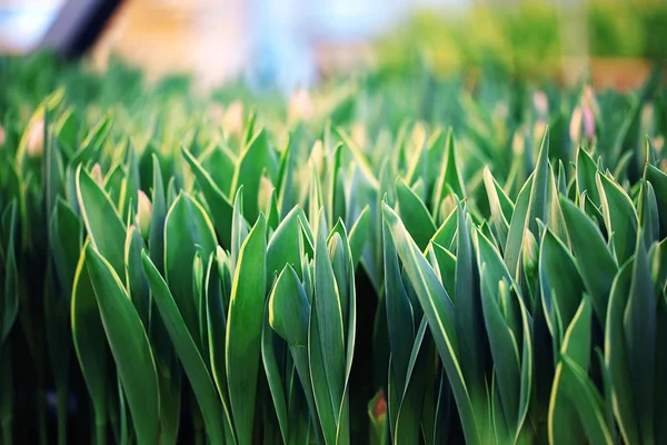 Hermosos tulipanes de primavera — Foto de Stock