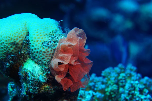 Spanish dancer eggs — Stock Photo, Image