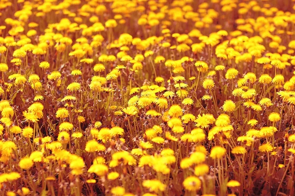 Flores amarelas de dente-de-leão — Fotografia de Stock