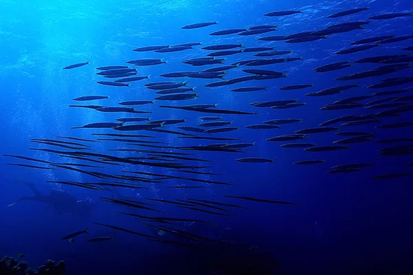 Tropisches Meer unter Wasser — Stockfoto