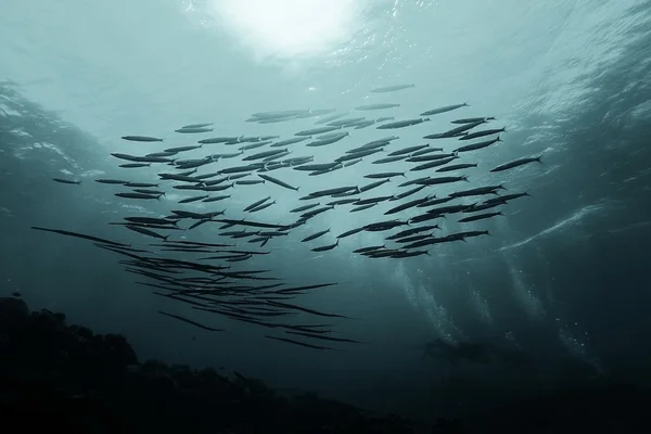 Στύλος των ψαριών στη θάλασσα — Φωτογραφία Αρχείου
