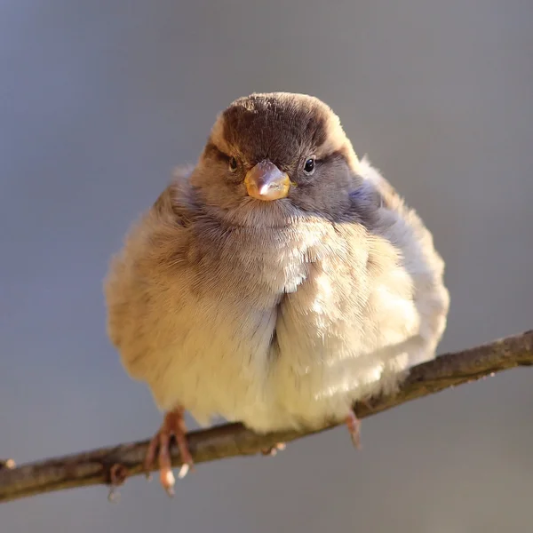 枝に雀の鳥 — ストック写真