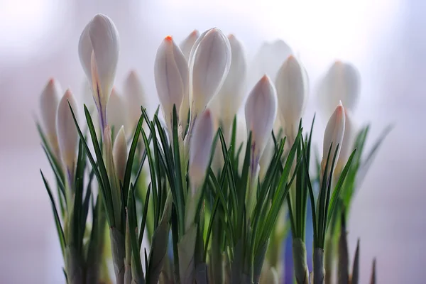 Весняний букет з квітів — стокове фото