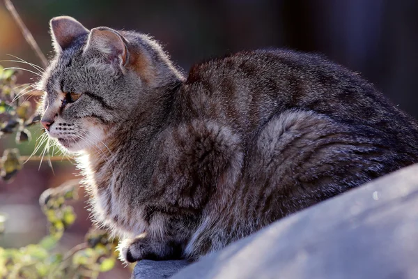 Gato siberiano cinza — Fotografia de Stock