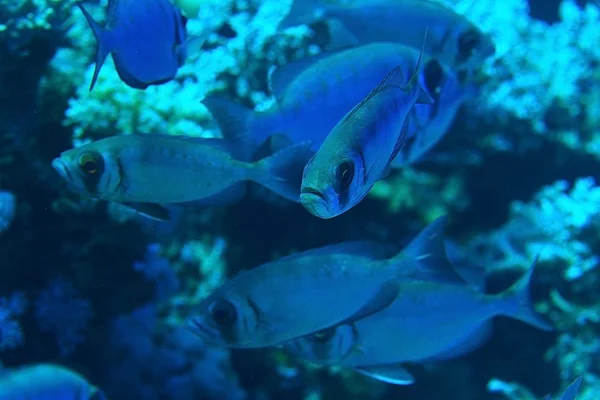 海の魚の枠 — ストック写真