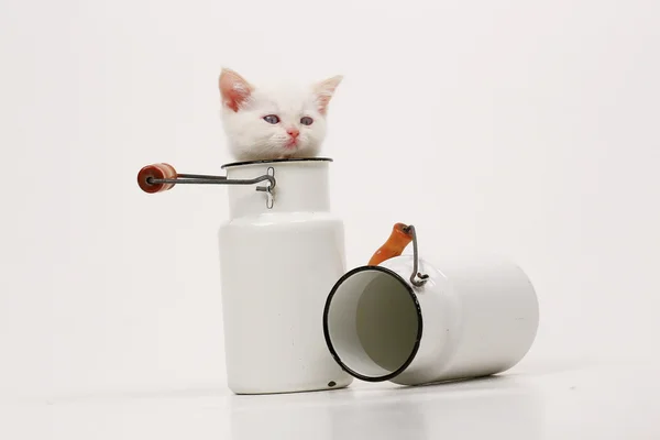 White British kitten — Stock Photo, Image