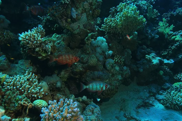 Korallok és színes halak — Stock Fotó