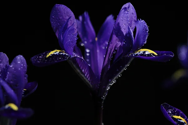 背景の紫色のアイリス — ストック写真