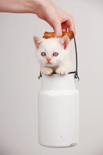 Lindo gatito en leche lata — Foto de Stock
