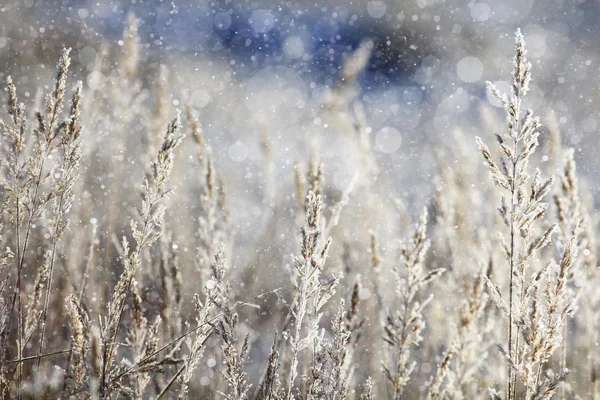 Tráva pokryté bílým rým — Stock fotografie