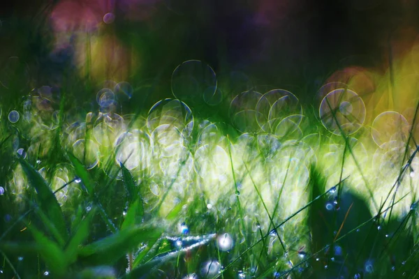 Tło z trawa wiosna — Zdjęcie stockowe